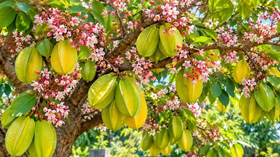 Cây khế nhiều hoa quả nhờ mẹo chăm đúng cách