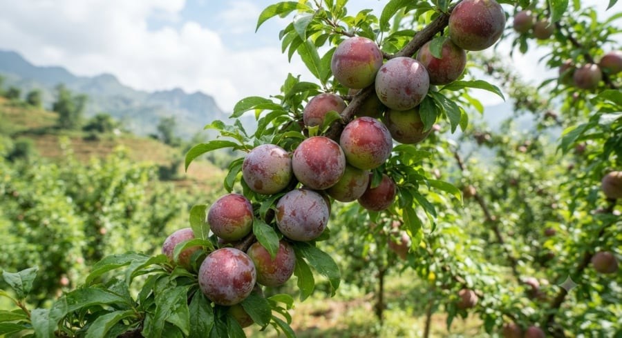 Mận hậu là đặc sản trái cây quen thuộc của Sơn La và nhiều địa phương vùng núi Tây Bắc.