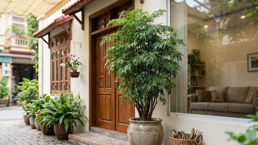 2 mệnh trồng đinh lăng trong nhà: Tiền Vào Như Nước