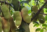 Loại quả xưa ít người biết đến, nay thành đặc sản nổi tiếng khắp nơi giá 80.000 đ/kg, trồng một lần thu hái nhiều năm