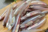 5 loại cá bổ ngang cá hồi nhưng giá rẻ hơn nhiều, chợ nào cũng có
