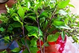 Cây dại mọc bờ rào nay thành đặc sản nổi tiếng, trồng 2 tháng cho thu hoạch, giá 80.000 đồng/kg được người thành phố ưa chuộng