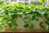 Cách trồng rau khoai lang: Vừa thành cây cảnh đẹp mắt, vừa có rau ăn quanh năm