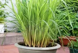 Cách trồng sả trong chậu cực dễ, đẻ nhiều nhánh, dùng được quanh năm