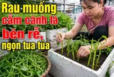 Mẹo trồng rau muống cứ cắm cành xuống đất là bén rễ ngay