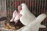 Nghề lạ ở Việt Nam: Nuôi loài chim nghe tên “ngượng đỏ mặt”, chỉ ăn rồi đẻ sòn sòn, nông dân vươn lên làm giàu