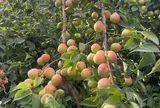 Loại quả xưa chín rụng đầy gốc, nay thành đặc sản ở thành phố giá 90.000 đ/kg, trồng một lần thu hoạch nhiều năm
