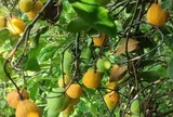 Loại quả xưa chín rụng đầy nay thành đặc sản giá 150.000 đ/kg, trồng một lần thu hoạch nhiều năm, người thành phố thích mê