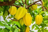 3 vị trí trồng khế hút tài lộc vào nhà