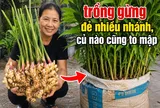 Cách trồng gừng đẻ nhiều nhánh, củ nào cũng to mập