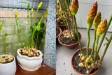 Cách trồng gừng phong thủy, sớm nở hoa, hút tài lộc ầm ầm