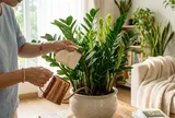 Chỉ cần 1 nhúm muối: Cây kim tiền trồng chậu đẻ nhánh liên tục, lá bóng đẹp ít ai biết bí quyết