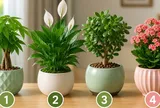Chọn 1 chậu cây cảnh bạn ấn tượng nhất để xem tháng 7 âm lịch tới sẽ có biến động gì không?