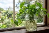 Đừng chỉ cắm nước: Thêm 1 thứ này khi trồng trầu bà thủy sinh, rễ trắng kín bình, lá xanh mướt quanh năm