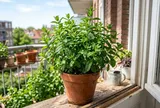 Đừng vứt cành bạc hà: Chỉ cần ngâm nước đúng cách, không cần đất vẫn ra rễ nhanh, lá thơm tốt quanh năm