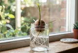 Đừng vứt hạt bơ: Ngâm đúng cách, sau vài tuần cây lên mầm đẹp, vừa làm cảnh vừa hút tài lộc
