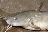 Loại cá ngọt thịt ít xương dăm, mỗi năm chỉ có 1 vụ dễ bắt