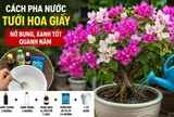 Cách pha nước tưới hoa giấy nở bung, xanh tốt quanh năm