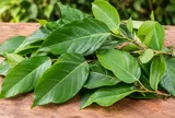 Lá sung có thực sự tốt cho làn da?