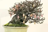 Cây ăn quả quen thuộc lên chậu thành bonsai lạ, dáng đẹp mắt lại mang ý nghĩa phong thủy, có cây giá trăm triệu đồng