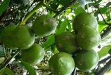 Loại quả mọc bờ rào xưa chín rụng đầy gốc, nay thành đặc sản ở thành phố giá 120.000 đ/kg, trồng một lần thu hoạch nhiều năm