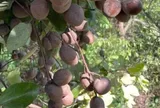 Loại quả xưa chín rụng đầy nay thành đặc sản giá 70.000 đ/kg, trồng một lần thu hoạch nhiều năm, người thành phố thích mê