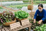 3 loại rau ăn lá có khả năng "ngậm" nhiều kim loại nặng nhất: Nhà nào cũng mua nhưng ít người biết