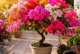 Cách để chậu hoa giấy từ tốt lá sang sai hoa: Bí quyết này giúp cây nở rực rỡ quanh năm