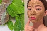 Cách sử dụng lá tía tô đúng để phát huy hiệu quả làm đẹp