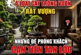 4 loại cây trồng vườn rất Vượng nhưng để phòng khách cạn Tiền tan Lộc
