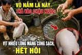 Vò nắm lá này thả vào chậu nước: Vịt nhiều lông măng cũng sạch, hết hôi