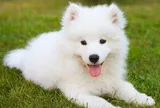 6 giống chó lông xù cực dễ gần, sở hữu ngoại hình đáng yêu, thích hợp cho gia đình có trẻ nhỏ