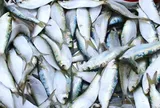 13 loại cá béo giàu Omega-3 và vitamin, tốt cho sức khỏe mọi lứa tuổi, cầm 25.000 đồng là mua được ở chợ Việt