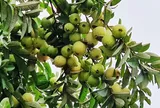 Loại quả mọc bờ rào xưa chín rụng đầy, nay thành đặc sản được ưa chuộng giá 40.000 đ/kg, trồng một lần thu hoạch nhiều năm
