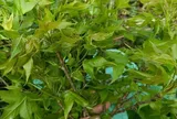Cây dại mọc bờ rào nay thành đặc sản nổi tiếng, trồng một lần thu hoạch nhiều năm, giá 65.000 đồng/kg được người thành phố săn lùng