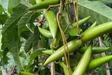 Loại quả xưa chín rụng đầy nay thành đặc sản giá 50.000 đ/kg, trồng một lần thu hoạch nhiều năm, chị em thành phố săn lùng
