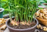 6 mẹo trồng gừng trong chậu giúp đẻ nhiều nhánh, củ to, vừa làm cây cảnh đẹp vừa để ăn