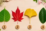 Chọn 1 chiếc lá bạn thích nhất để khám phá vận khí sắp tới của bạn