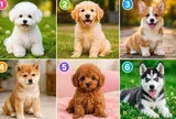 Chọn 1 chú cún bạn yêu thích nhất: Tiết lộ ấn tượng đầu tiên người khác thường có về bạn