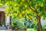 Những người mệnh này, tuổi này trồng cây khế rất hợp phong thủy