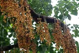 Loại quả xưa chín rụng đầy gốc, nay thành đặc sản được ưa chuộng giá 45.000 đ/kg, trồng một lần thu hoạch nhiều năm