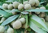 Loại quả xưa chín rụng đầy nay thành đặc sản giá 120.000 đ/kg, trồng một lần thu hoạch nhiều năm, du khách thích mê