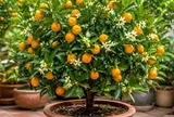 Cách trồng cây quất trong chậu vẫn sai hoa, trĩu quả: Chỉ cần nhớ 6 bước này