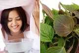 Xông mặt bằng lá tía tô có thực sự tốt? Những điều cần biết để tránh gây hại cho làn da