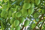 Loại quả xưa chín rụng đầy gốc, nay thành đặc sản ở thành phố giá 100.000 đ/kg, trồng một lần thu hoạch nhiều năm