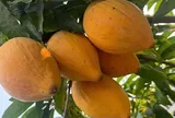 Loại quả xưa chín rụng đầy nay thành đặc sản giá 45.000 đ/kg, trồng một lần thu hoạch nhiều năm, tốt cho sức khỏe