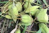 Loại quả xưa chín rụng đầy nay thành đặc sản giá 55.000 đ/kg, trồng một lần thu hoạch nhiều năm, hương vị đặc biệt