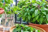 Cách trồng húng quế trong chậu xanh tốt quanh năm: Nhân giống từ 1 cành thành 1 chậu