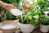 Có phải mọi loại cây đều thích được tưới nước vo gạo?