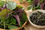 Nên uống nước lá tía tô tươi hay khô? Nhiều người đang dùng sai cách mà không biết